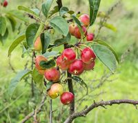 Malus Sieversii apple